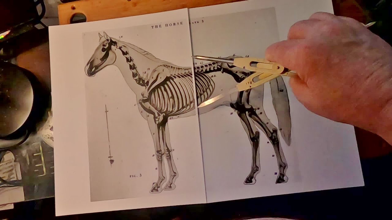 First Steps to Making a Horse's Armature