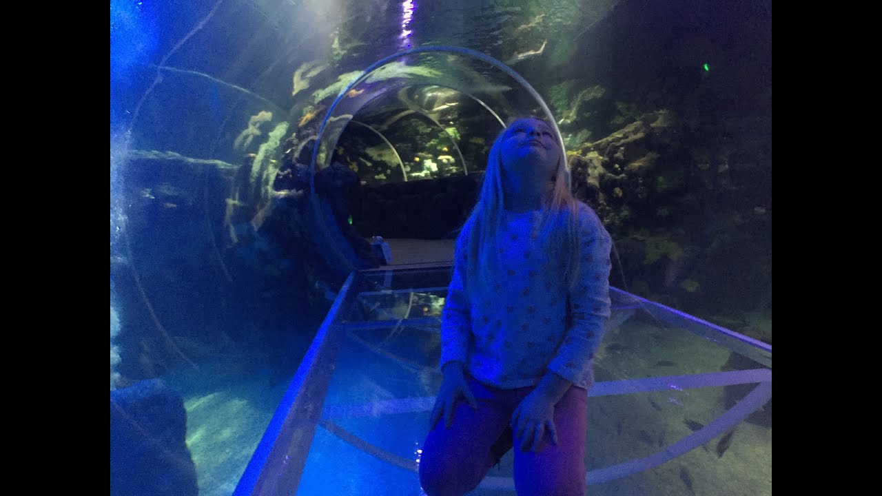 Sealife Centre Birmingham May 2016