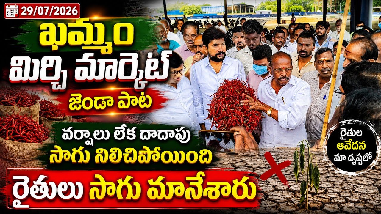 29/07/2026 khammam mirchi market price khammam mirchi market today #dharalu #mirchi#mirchiratetoday