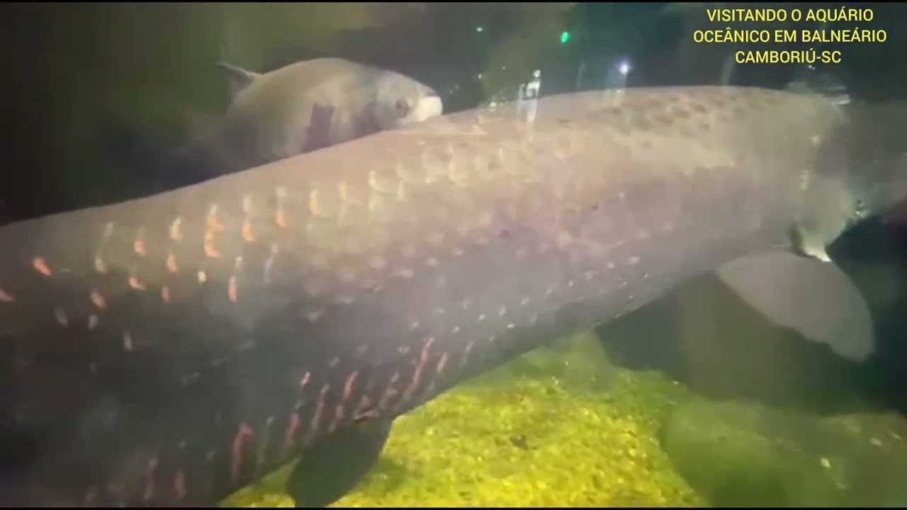 AQUÁRIO OCEÂNICO DE BALNEÁRIO CAMBORIÚ-SC 🐠🐡🦀aquário #oceano peixes vidaaquática 
