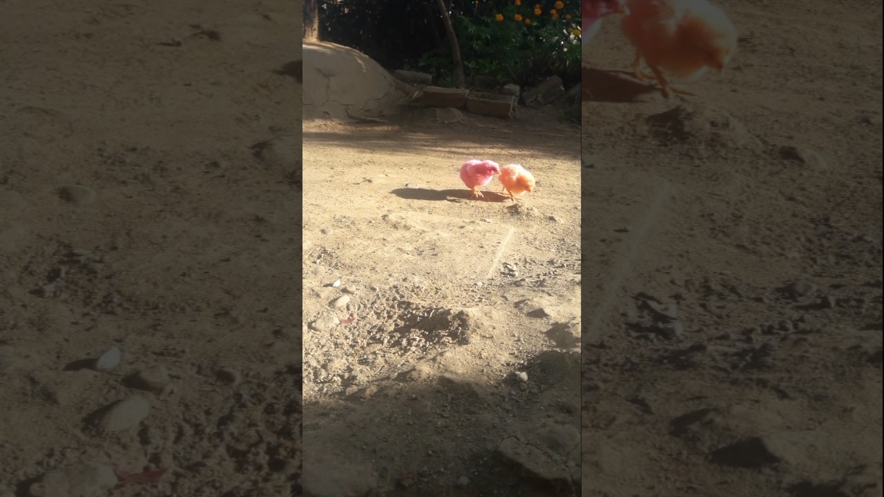 Murghi ke Chote Cute Chuse #shorts #video #chuse #trending #viralvideo #reel
