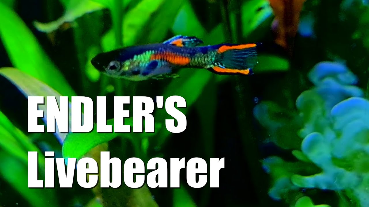 ENDLER'S Livebearer | Fantastic NANO Fish | the OTHER Guppy Fish