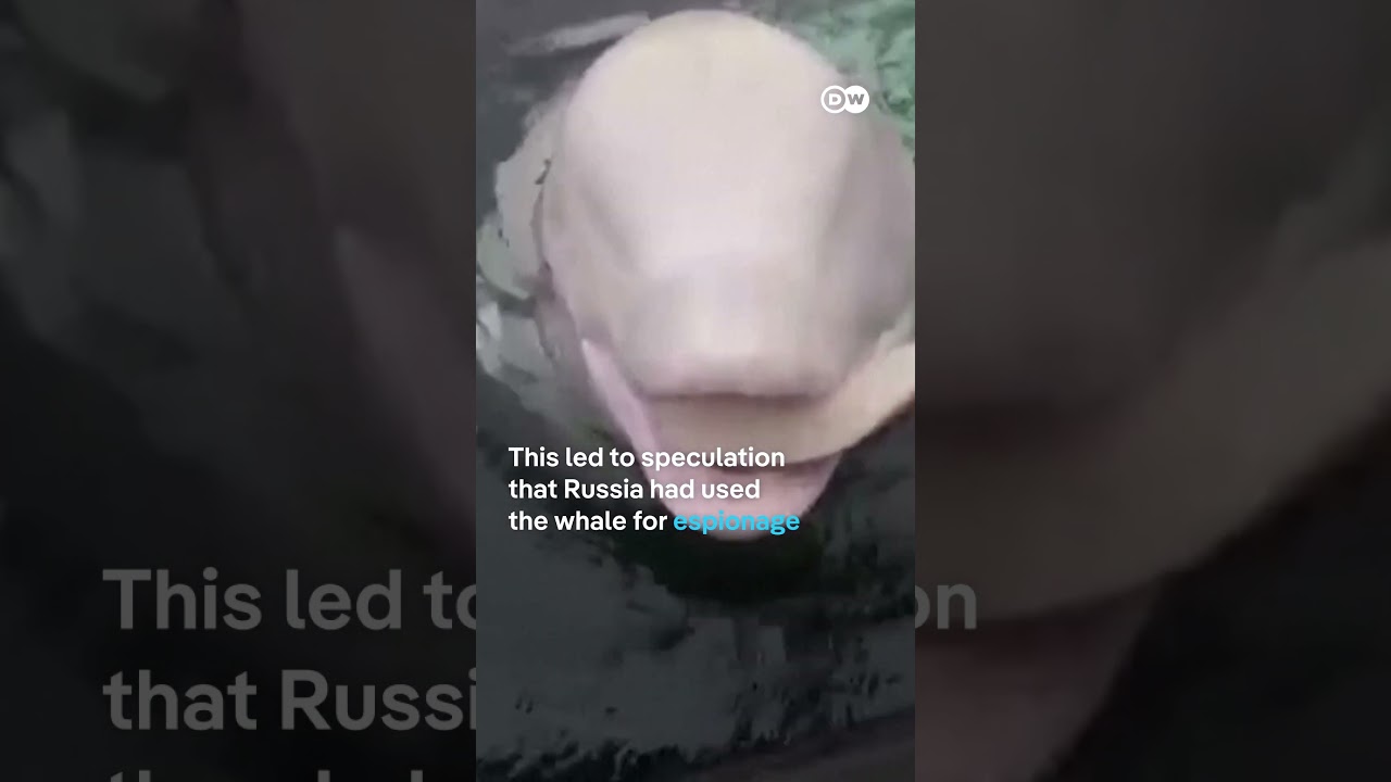 Suspected Russian 'spy whale' Hvaldimir found dead off the Norwegian coast | DW News