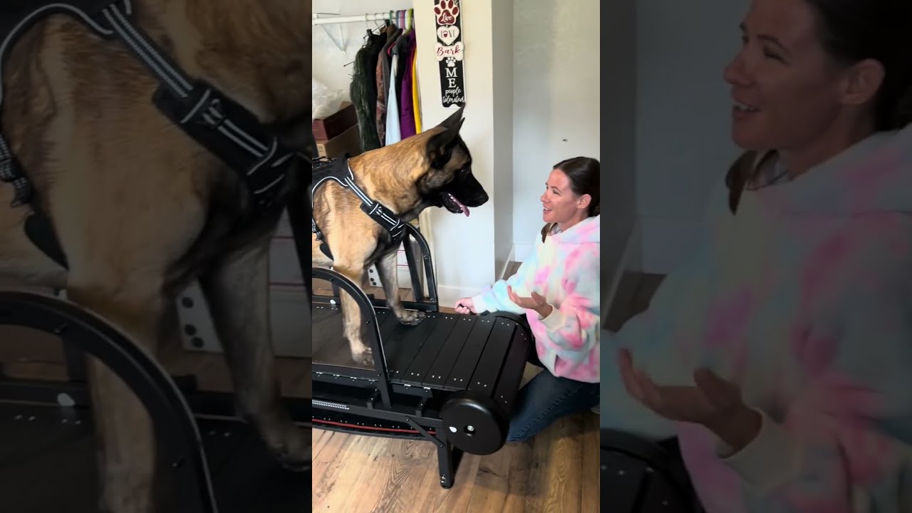 Moysoon Dog Treadmill 