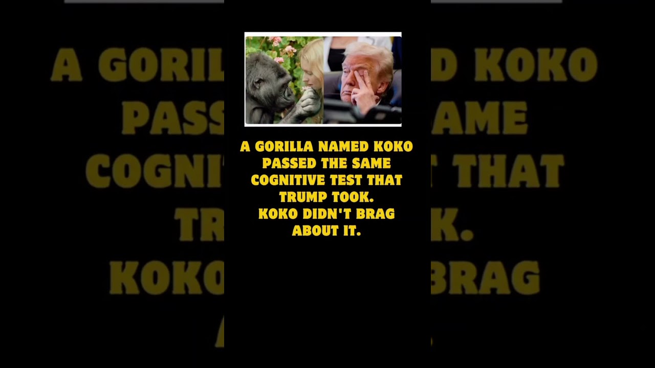 Viral Koko Comparison to Trump Sparks Massive Online Debate