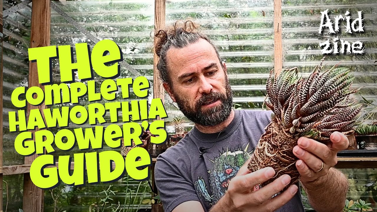 Haworthia care 101: How to make your Haworthias unkillable