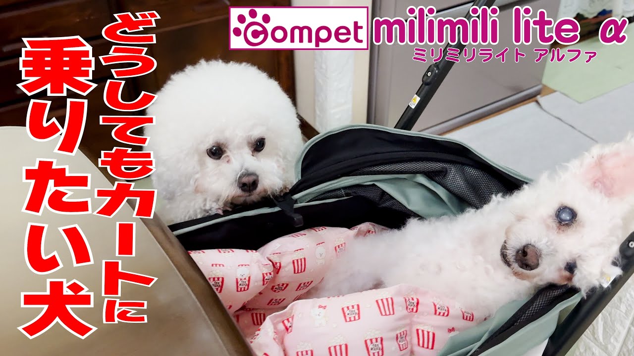 どうしてもペットカートに乗りたい犬が可愛すぎる！（コムペット ミリミリライトアルファ購入レビュー）【ビションフリーゼ】