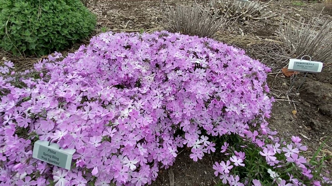 Phlox Spring Bling Pink Sparkles