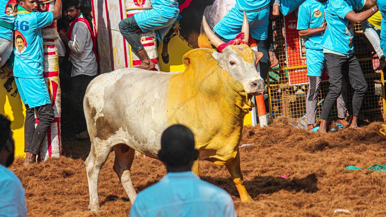 Avaniyapuram Jallikattu 2026 Videos 03 | அவனியாபுரம் ஜல்லிக்கட்டு 2026 Videos 03