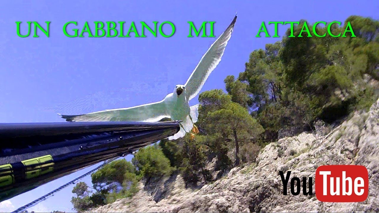Pescasub | UN GABBIANO MI ATTACCA - A SEAGULL ATTACKS ME Spearfishing in italy