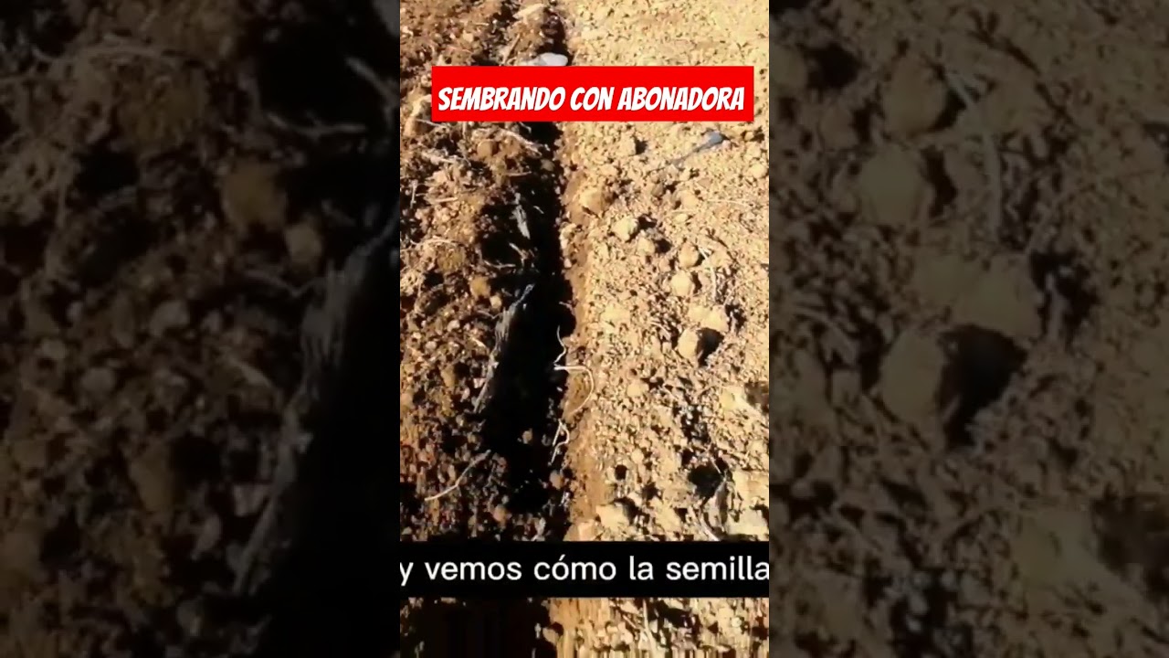Sembrando con abonadora 2 #campo #tractor #agricultura #siembra #agronomia #cereal #sembrar
