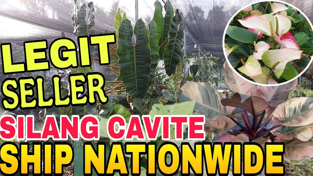 Garden Tour || LEGIT SELLER SHIP NATIONWIDE Silang Cavite #plants #garden #seller #legit