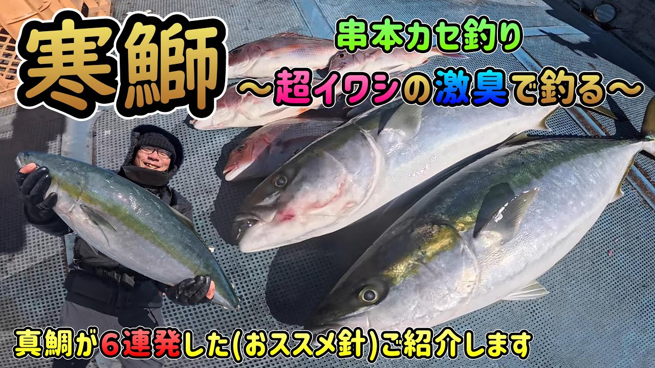 【串本カセ釣り】超イワシの激臭で寒ブリ連発!!!真鯛が6連発した針紹介します。