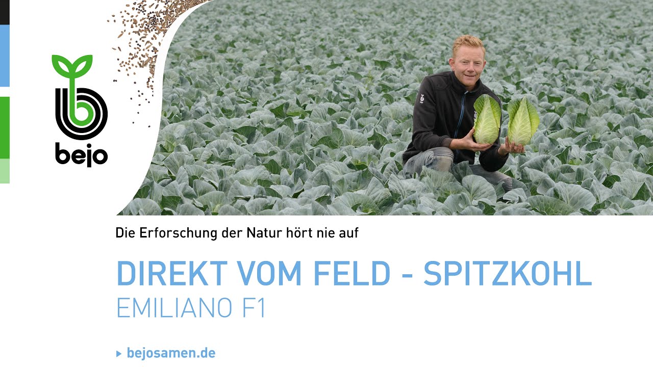 Bejo DACH | Spitzkohl - Emiliano F1 - [NL-DE]