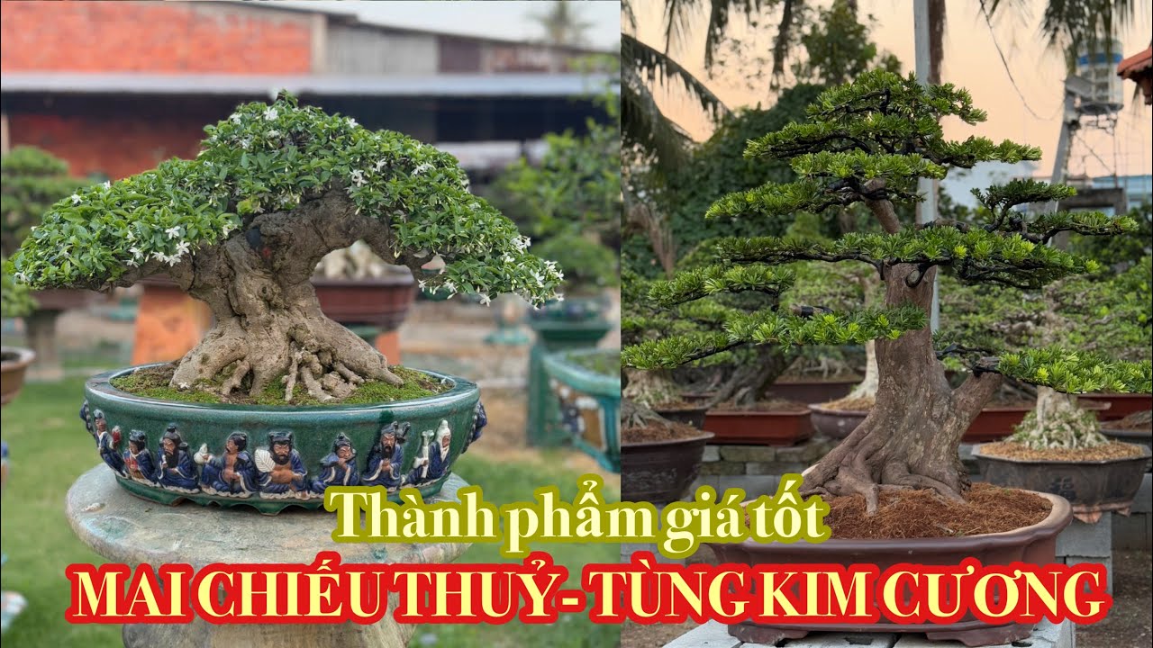 (Ngày25-2) Mai chiếu thủy, Tùng kim cương giao lưu