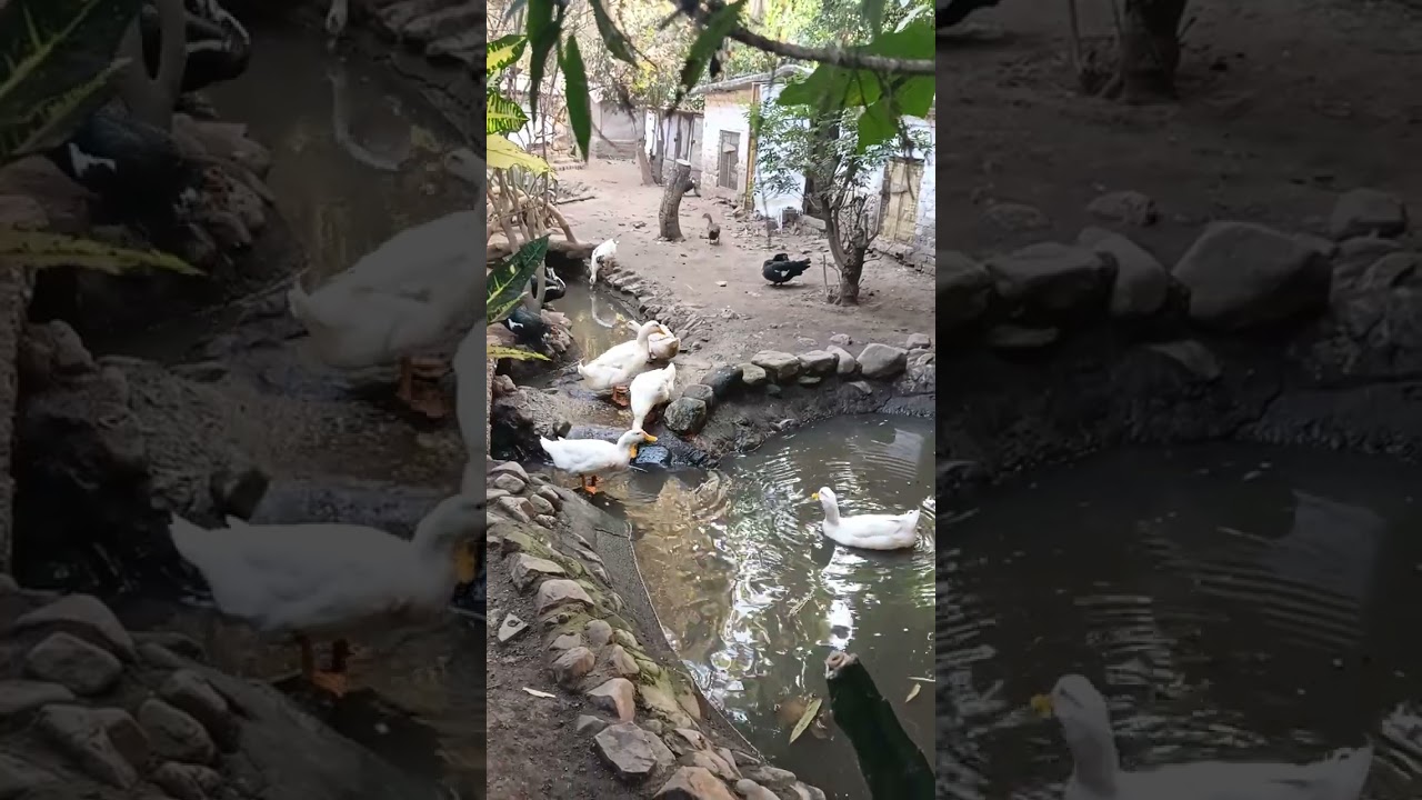 #duck video #viral video #youtube video #new vlogs #suscriber youtube 