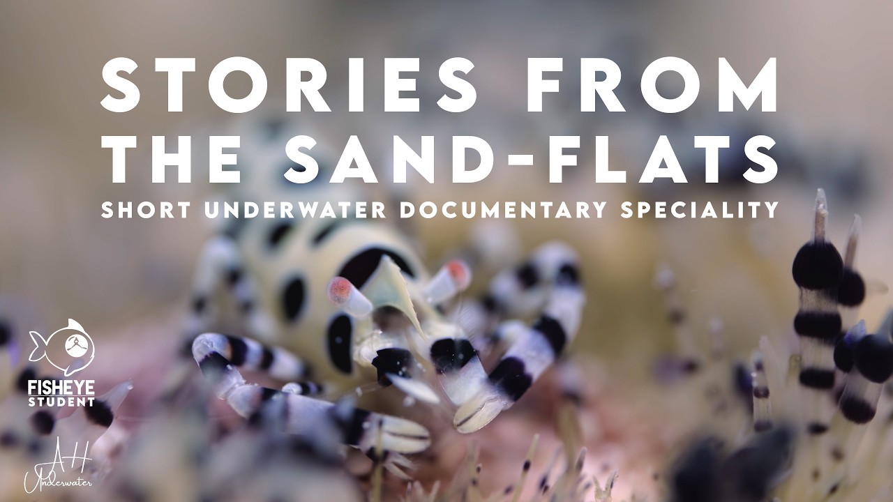 STORIES FROM THE SAND-FLATS. A short underwater Documentary.