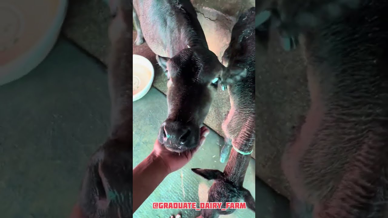 Day 125 mineral mixture kaise dena chahiye pashu ko?#mineral #cow #dairyfarm #shortvideo #shortfeed