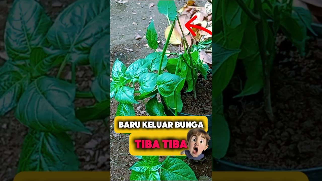 Tanaman Cabe Baru Keluar Bunga, Tapi Batangnya Busuk! Apa Penyebabnya? #busukbatang  #cabe