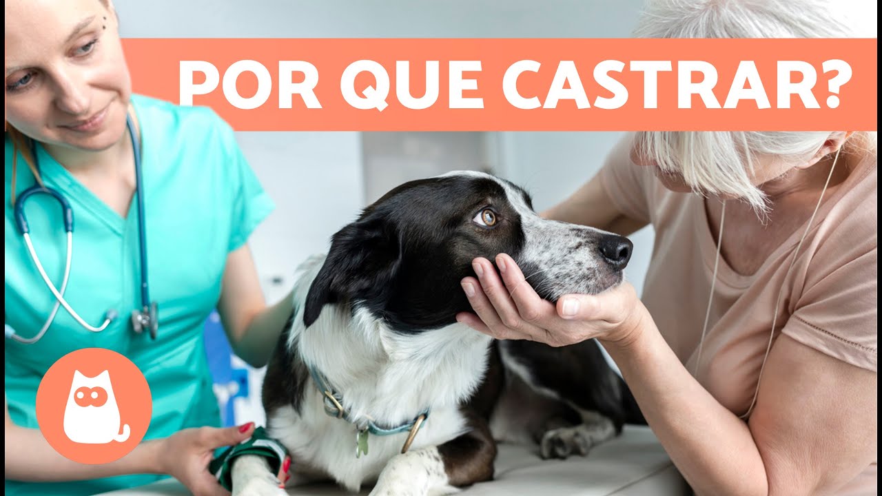 10 VANTAGENS de CASTRAR um CACHORRO🐶✅ Por que ESTERILIZAR um CÃO?