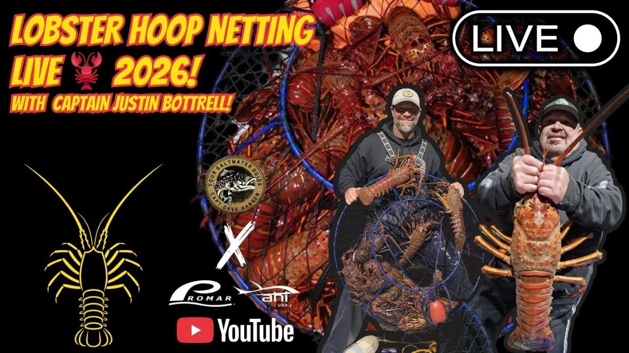 JAN 31st 2026 LIVE LOBSTER FISHING WITH BOWLINE SPORTFISHING