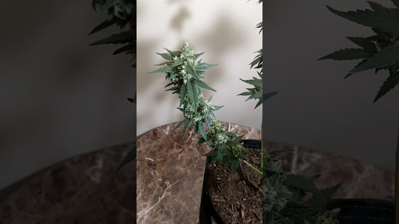 Papa's Grow, Honoring The White OG