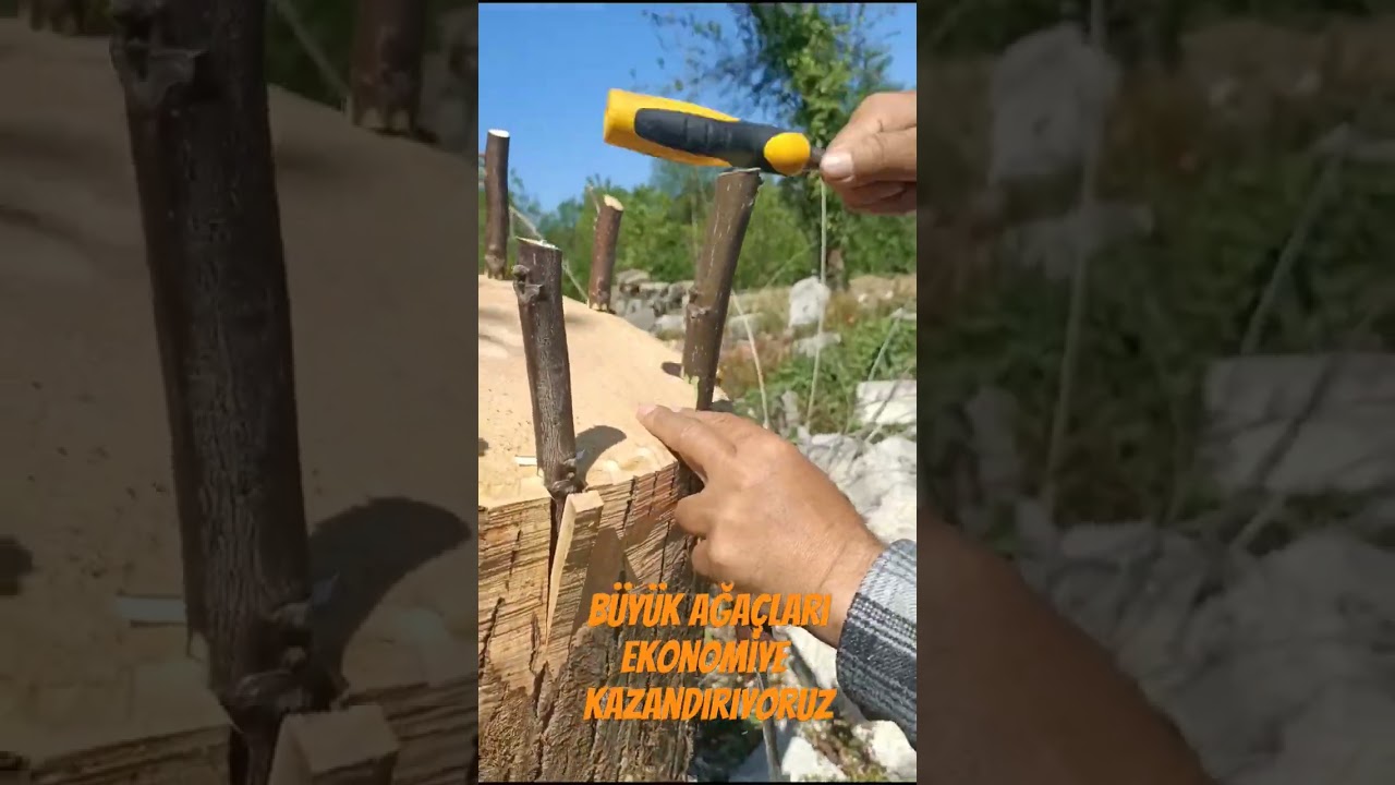 B&uuml;y&uuml;k ağa&ccedil;lara aşı nasıl yapılır#cevizaşılama #cevizaşısı #walnutgrafting #&ccedil;eşitdeğiştirme