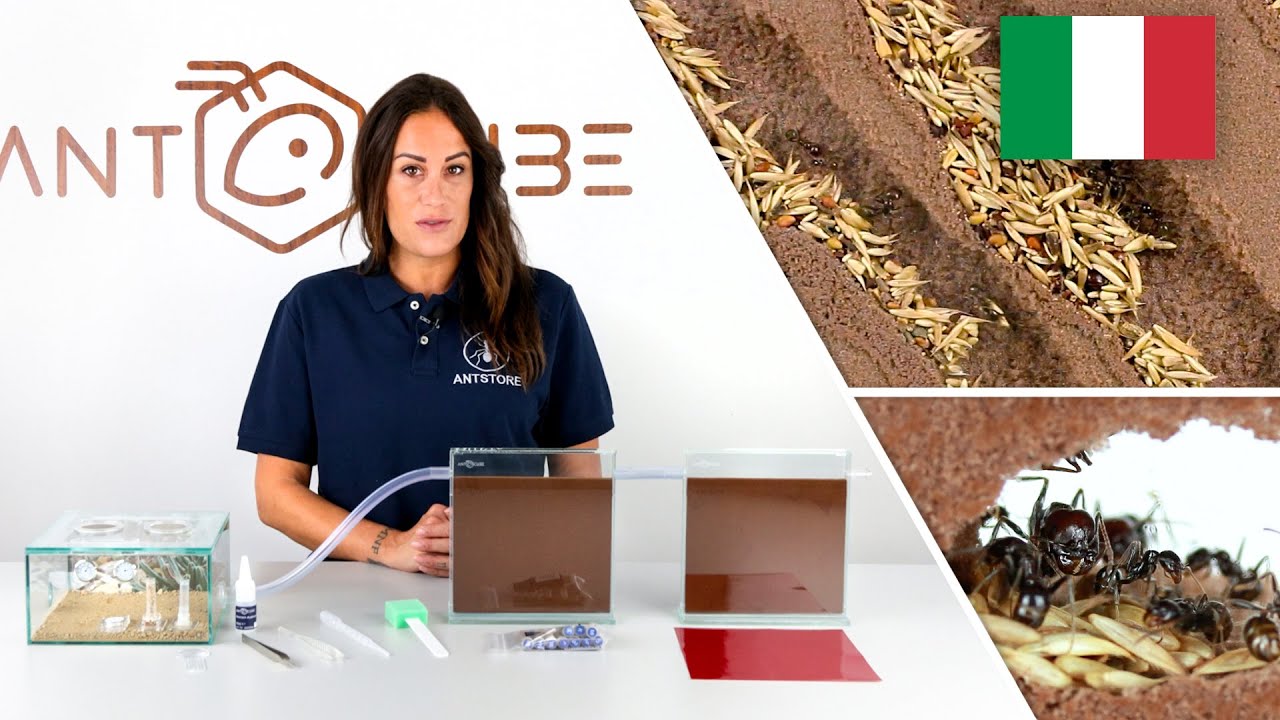 ANTCUBE Starter Set Messor per formiche mietitrici