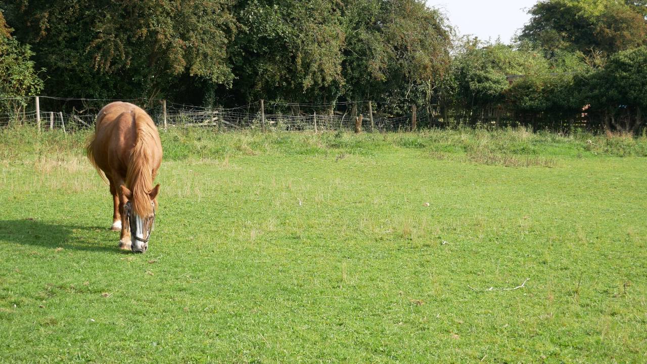 Panasonic Lumix G80 G85 Horse 4k panning 29fps