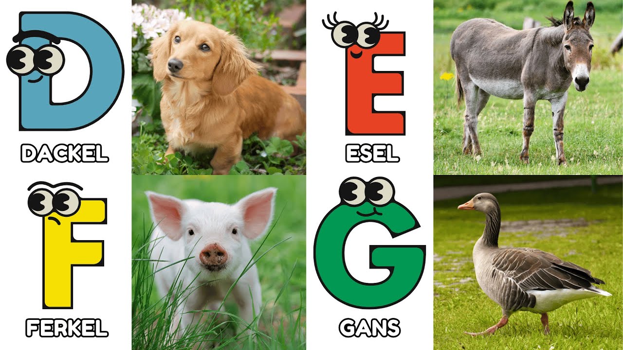 Das Tier ABC Kinderlied | Tiere Lernen mit Spa&szlig; | Lernen das Alphabet Vom Alpaka bis Zebu 🎶
