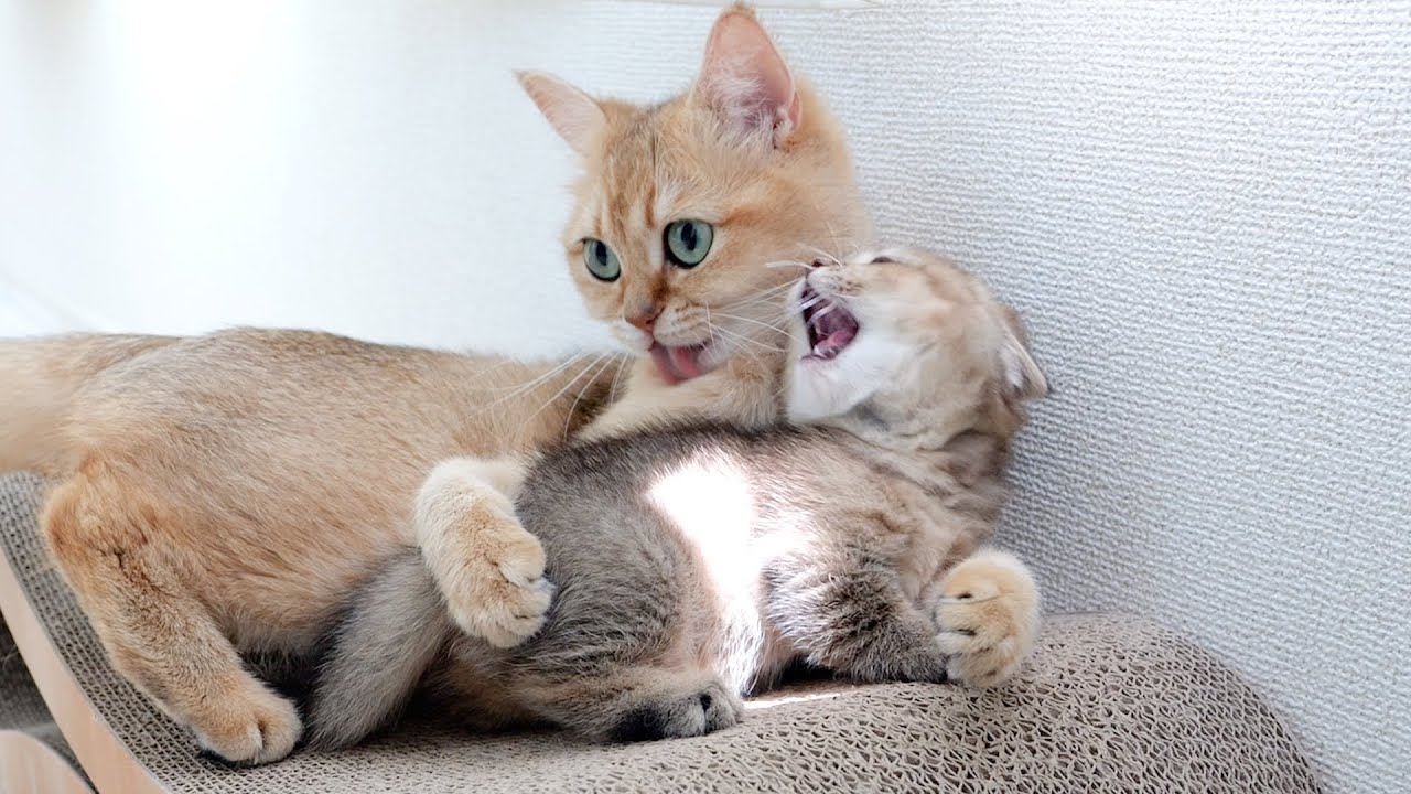 A mother cat and a daughter cat who don't know if they are good term...