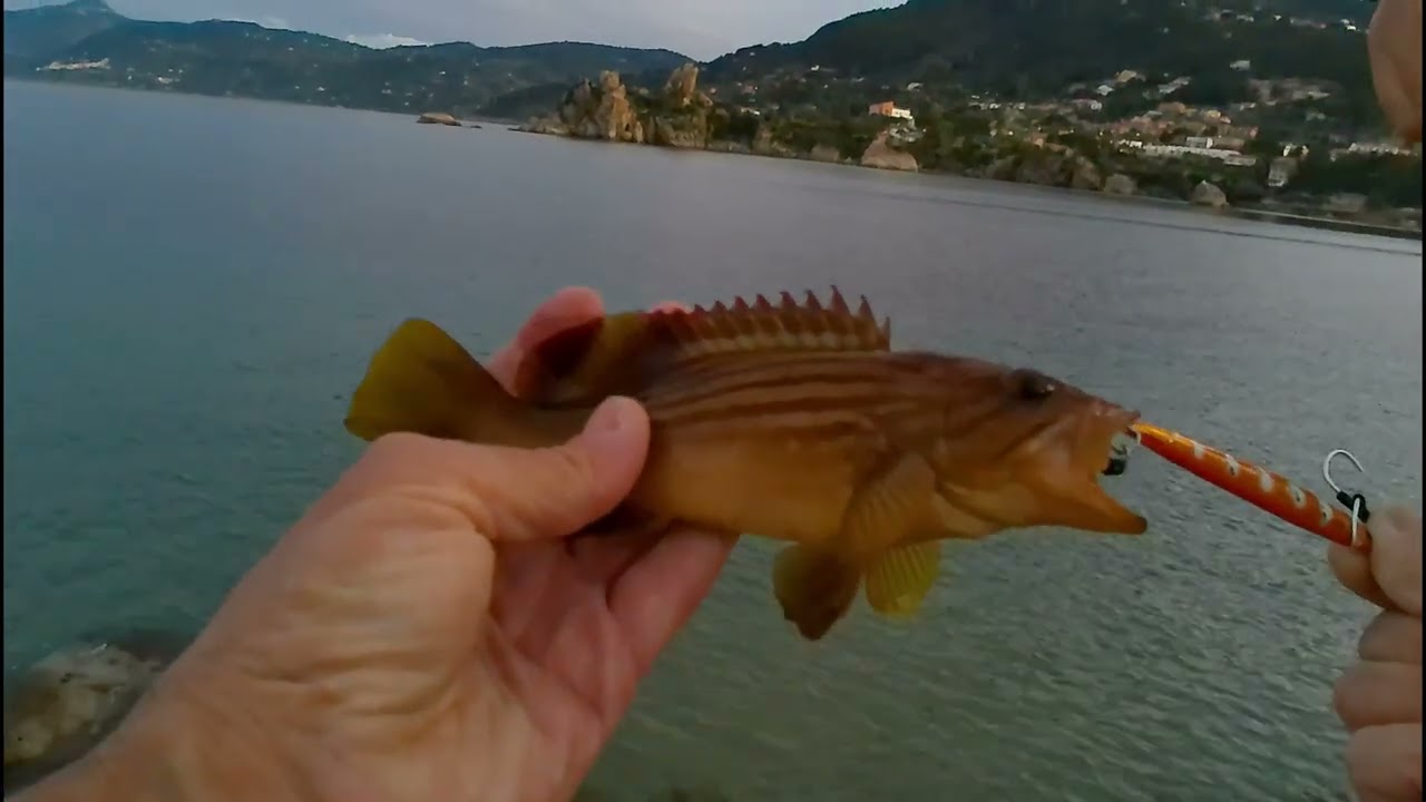 Pesca di sera in porto, cernia dorata e seppia.