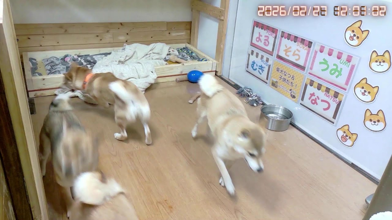 柴犬なつファミリー生配信【生後1歳＋171日】いつまでもくっつき寝柴。