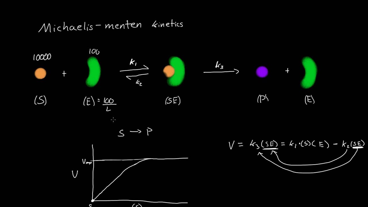 Michaelis-Menten Derivation (All Steps)