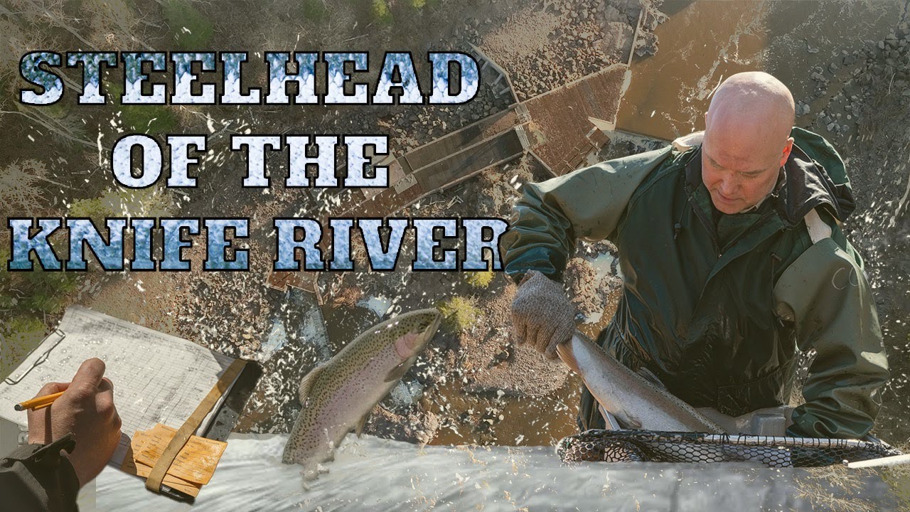 Steelhead of the Knife River on Minnesotas North Shore