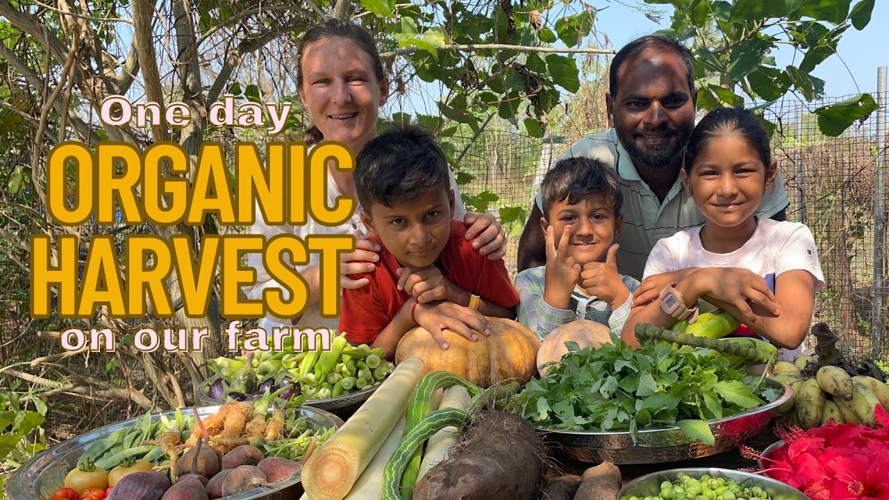 One day organic vegetables harvest on our farm for family of 5