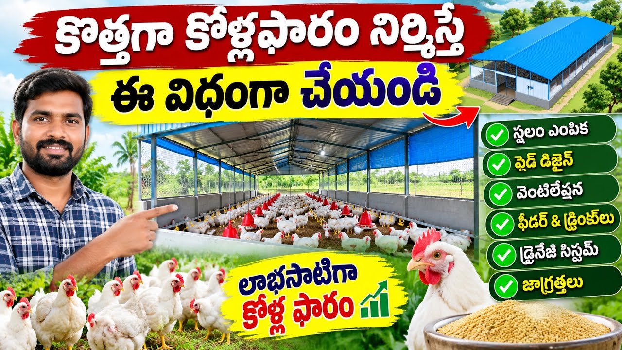 కోళ్ల ఫార్మ్ || కోళ్ల పెంపకం || Kolla Pempakam #poultryfarming #kollu #chicken