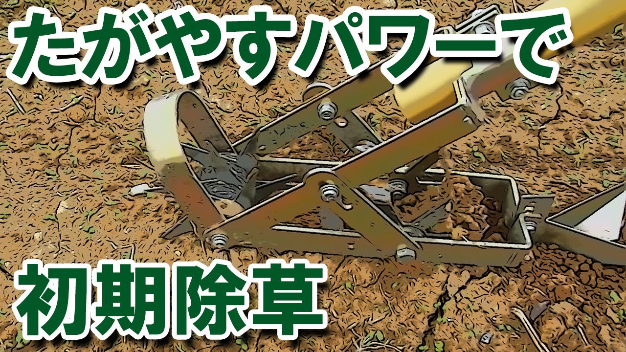 たがやすパワー（向井工業・中耕除草機）での初期除草・中耕の様子