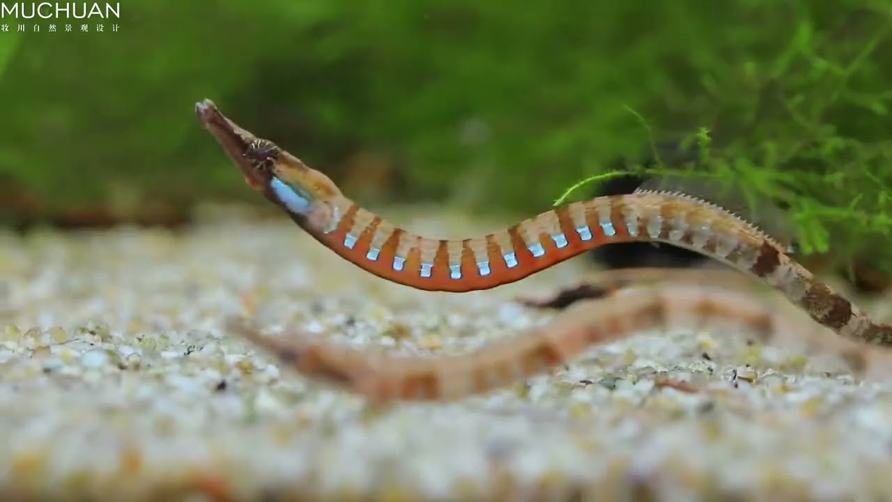 Enneacampus ansorgii