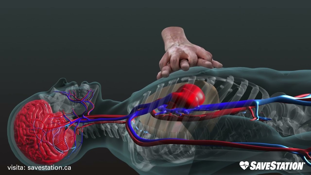 Português | Reanimação cardiorrespiratória (RCP) em Ação | Uma visão 3D do interior do corpo