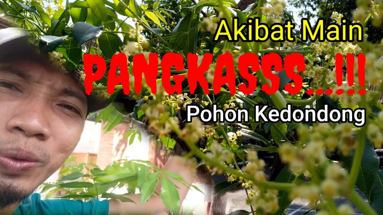 PANGKAS...‼️Pangkas/Pruning Pohon Kedondong di Tanah || Kedondong Tabulampot