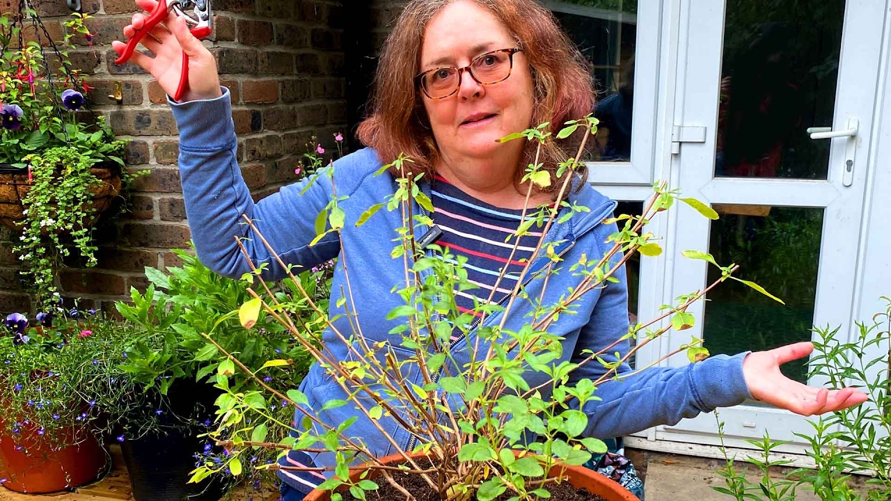 Autumn pruning of salvia