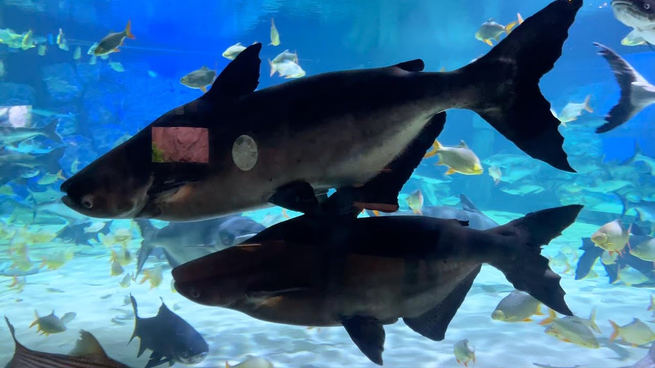Angkor Wildlife & Aquarium | Time of Life #photography #views #angkorwildaquarium #fish #fishvideo