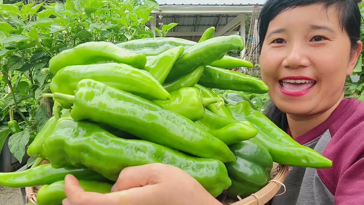FULL VIDEO, THU HOẠCH ỚT TRIỆU NGỌT, CÀ RỐT,XÀ LÁCH 