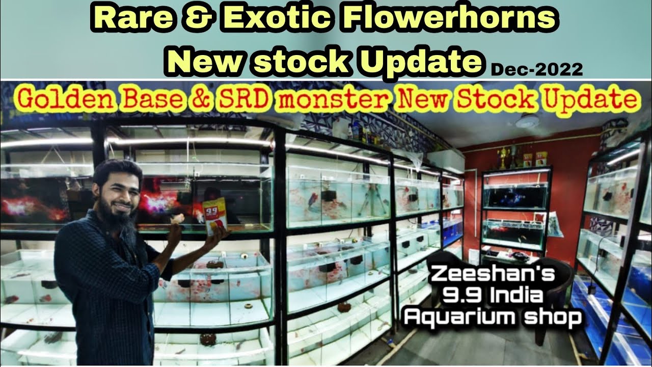 GB Kml & King SRD New Stock Reveal at 9.9 India aquarium