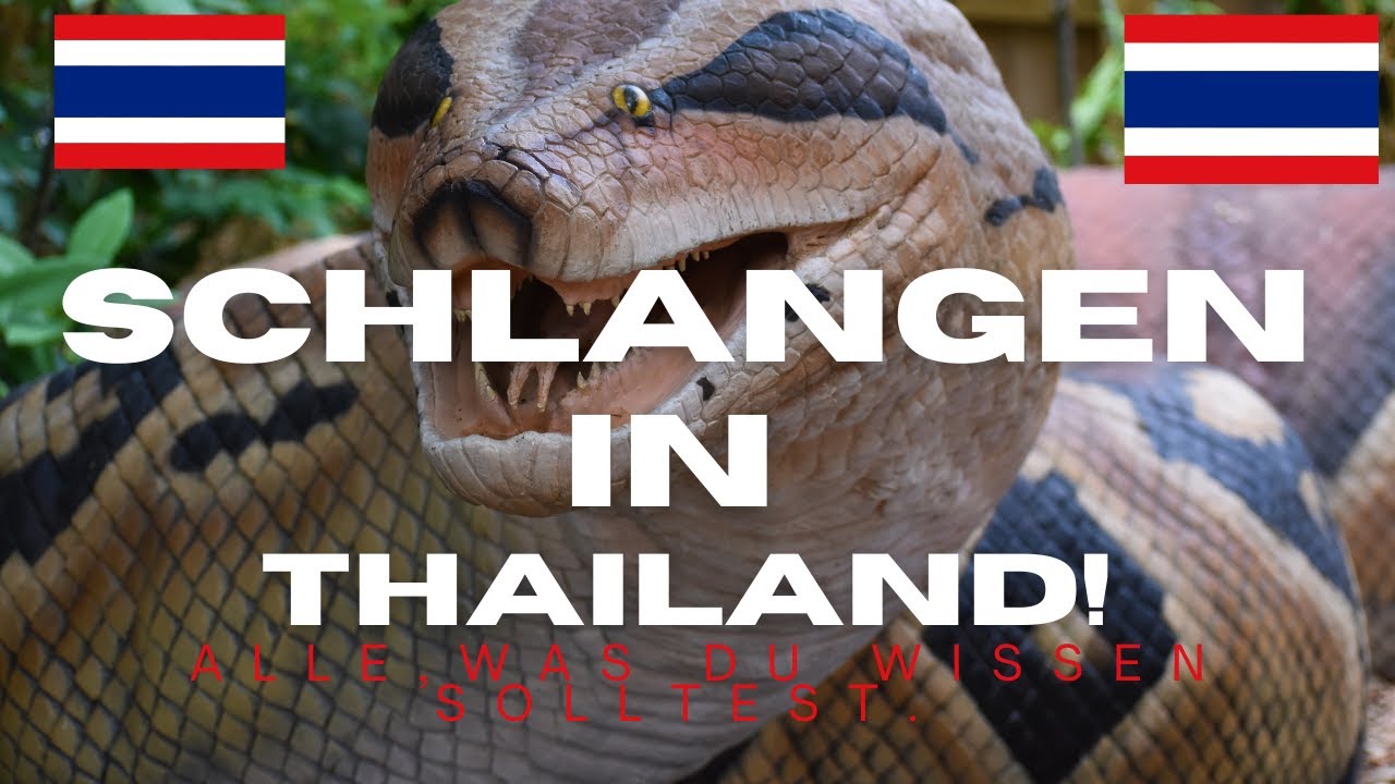 Schlangen in Thailand. Gefahr oder Faszination?! #thailand #schlangen #travel