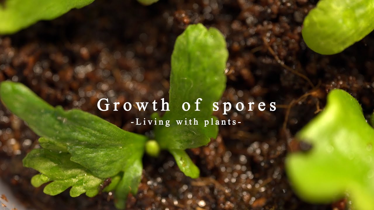 ビカクシダ胞子培養からの鉢上げ/Growth of spaces【植物と暮らす】vlog#25