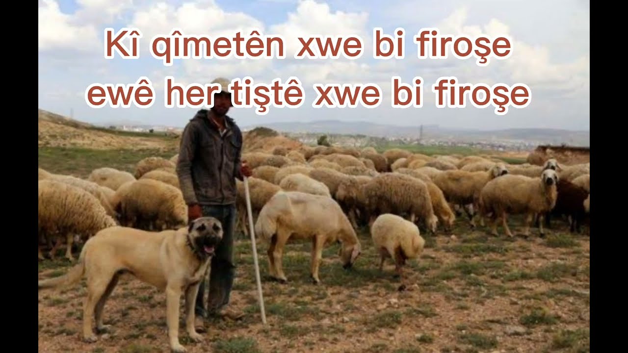 GENERALÊ ÎNGILÎZ Û ŞIVANÊ IRAQÎ- Amadekar û wergêr û gotox: Mihemed Delal