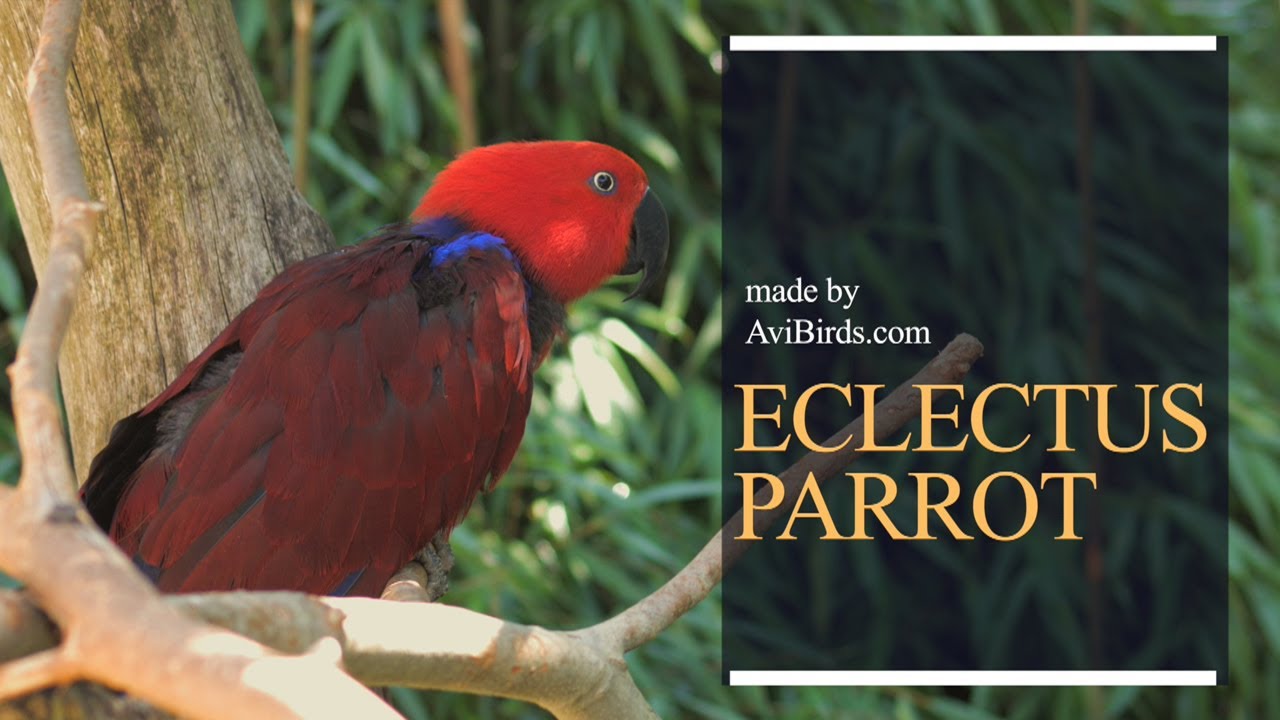 Eclectus Parrot [Eclectus Roratus]