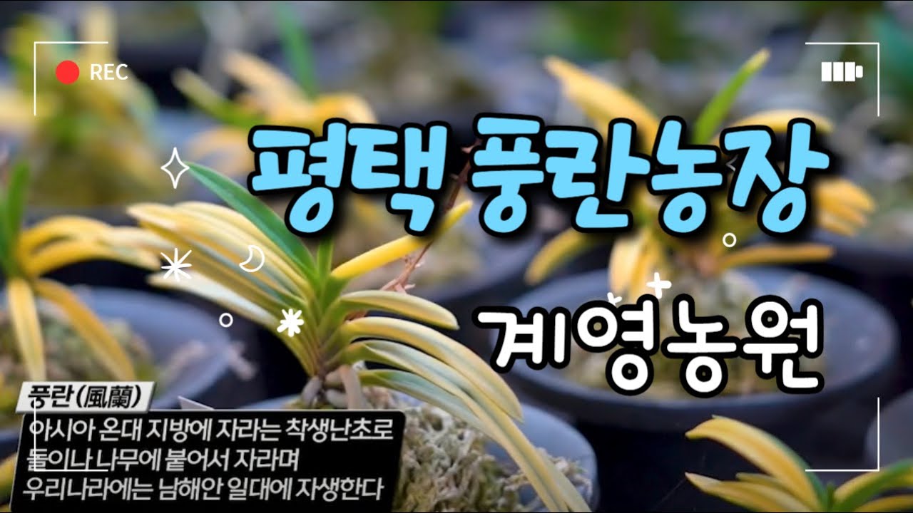 평택풍란농장 | 계영농원